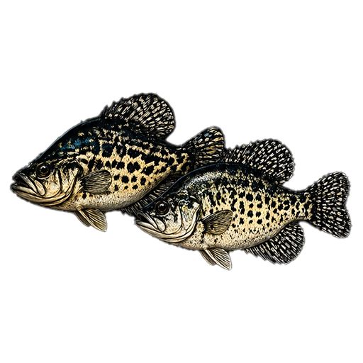 Crappie
